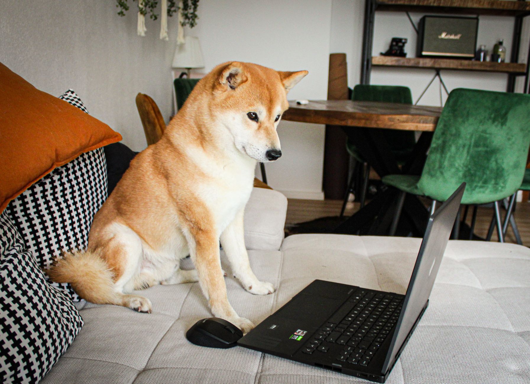 Anime legal am Laptop zu Hause schauen
