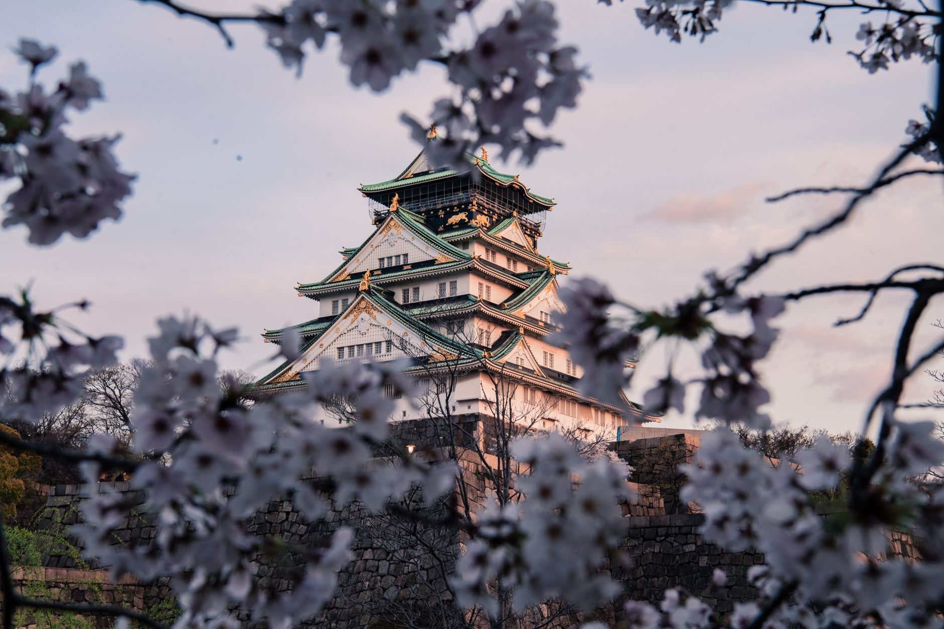 Atardecer con flores de cerezo en Japón, símbolo visual del mono no aware