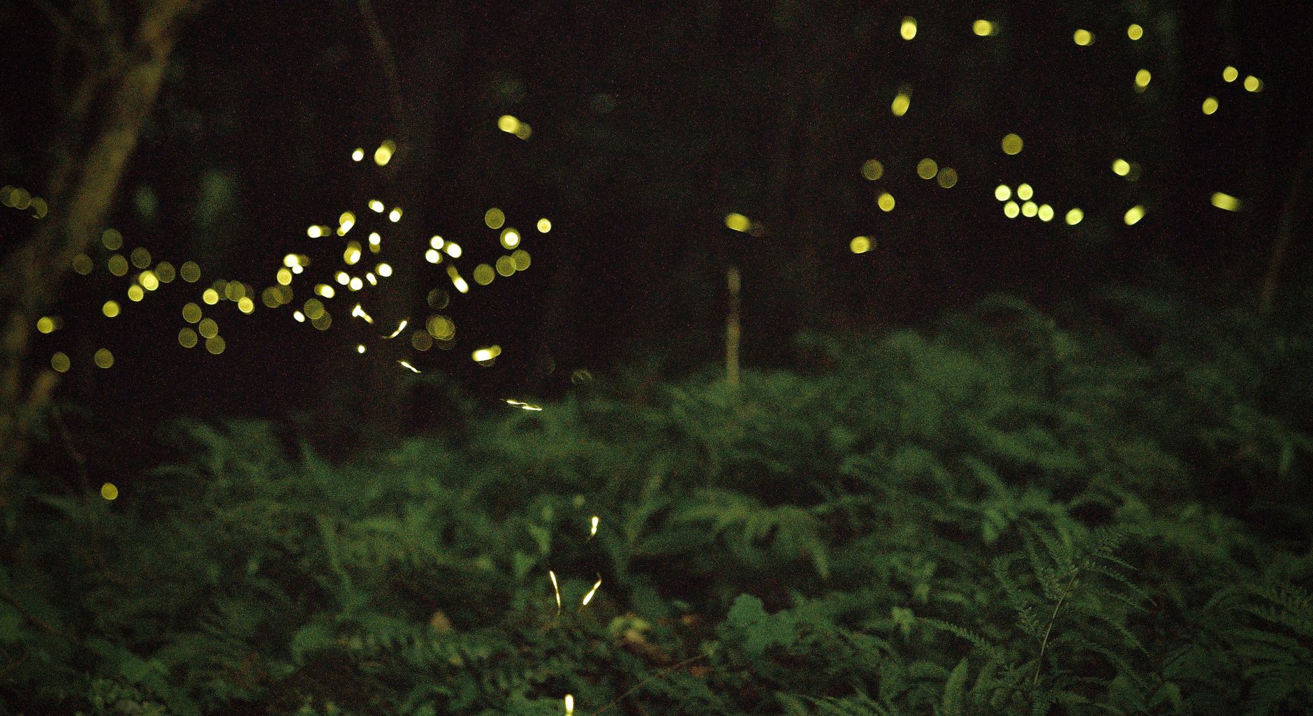 Magical forest with glowing light (illustratives Bild)
