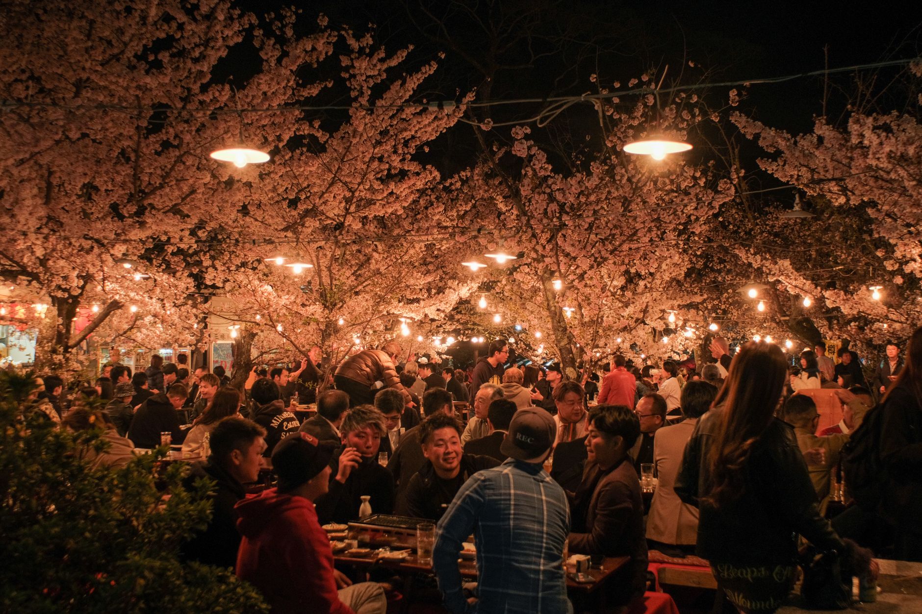 Japanisches Kirschblütenfest – Kulisse typischer Romance-Anime-Szenen