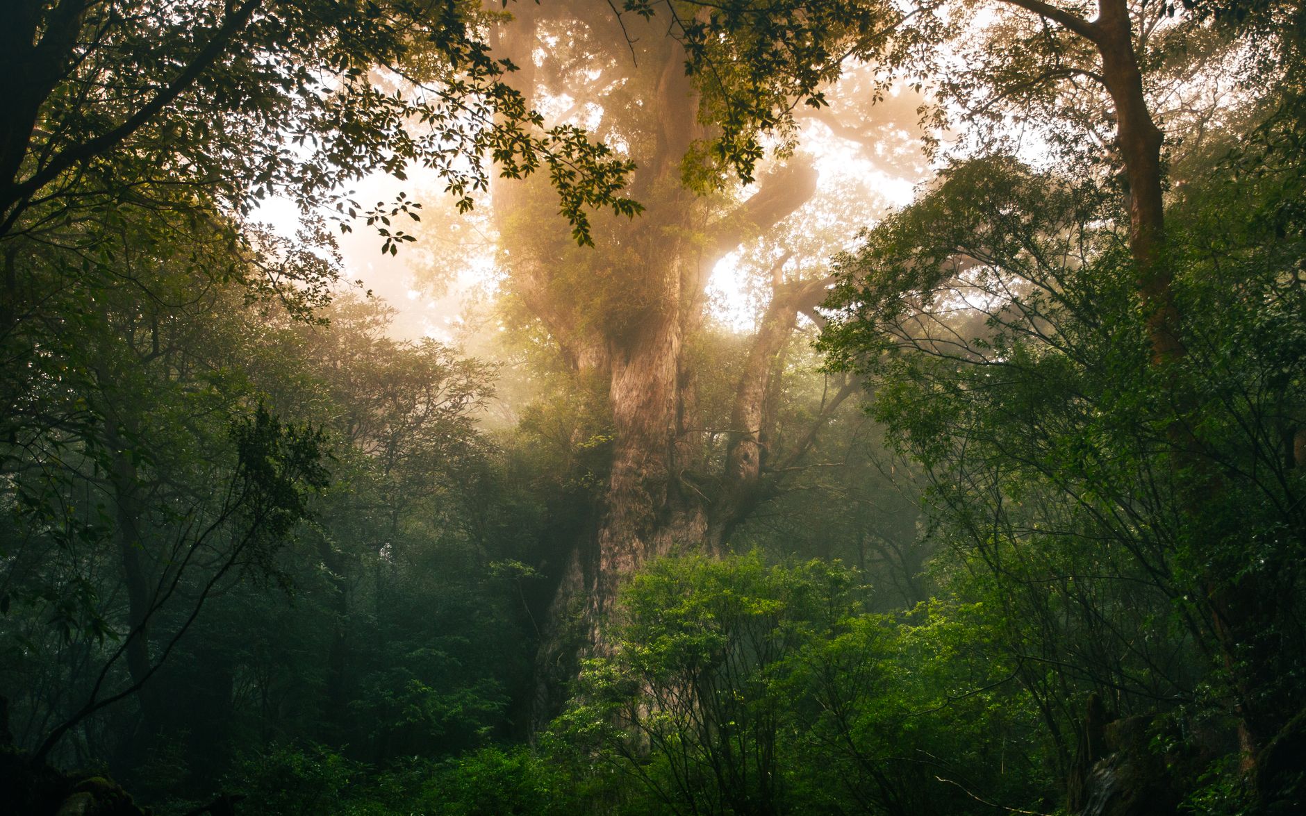 Misty Japanese forest, contemplative atmosphere reminiscent of Mushishi