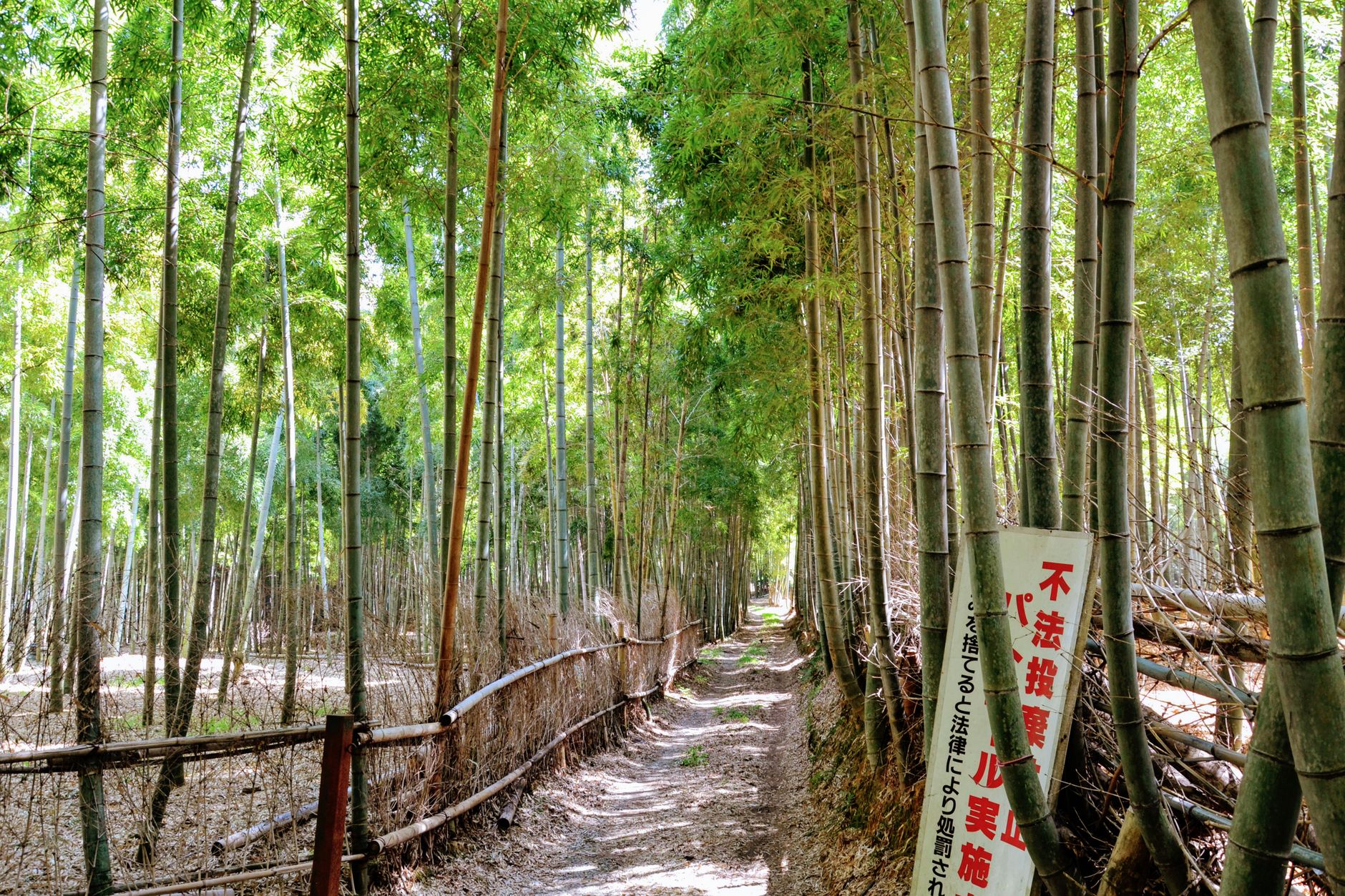 Bamboo forest path in Japan (image illustrative)