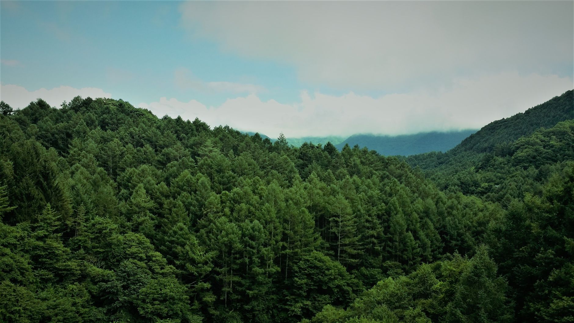 Naturaleza japonesa y folklore, atmósfera de Mushishi