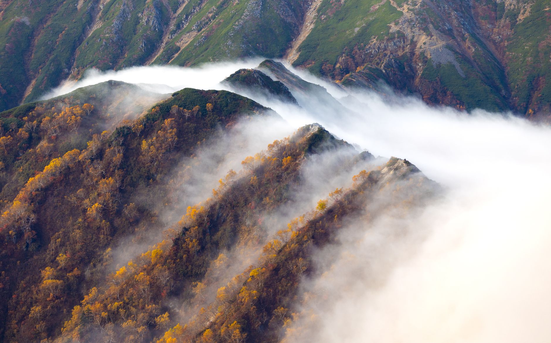 Bosque de montaña japonesa entre niebla, paisaje espiritual