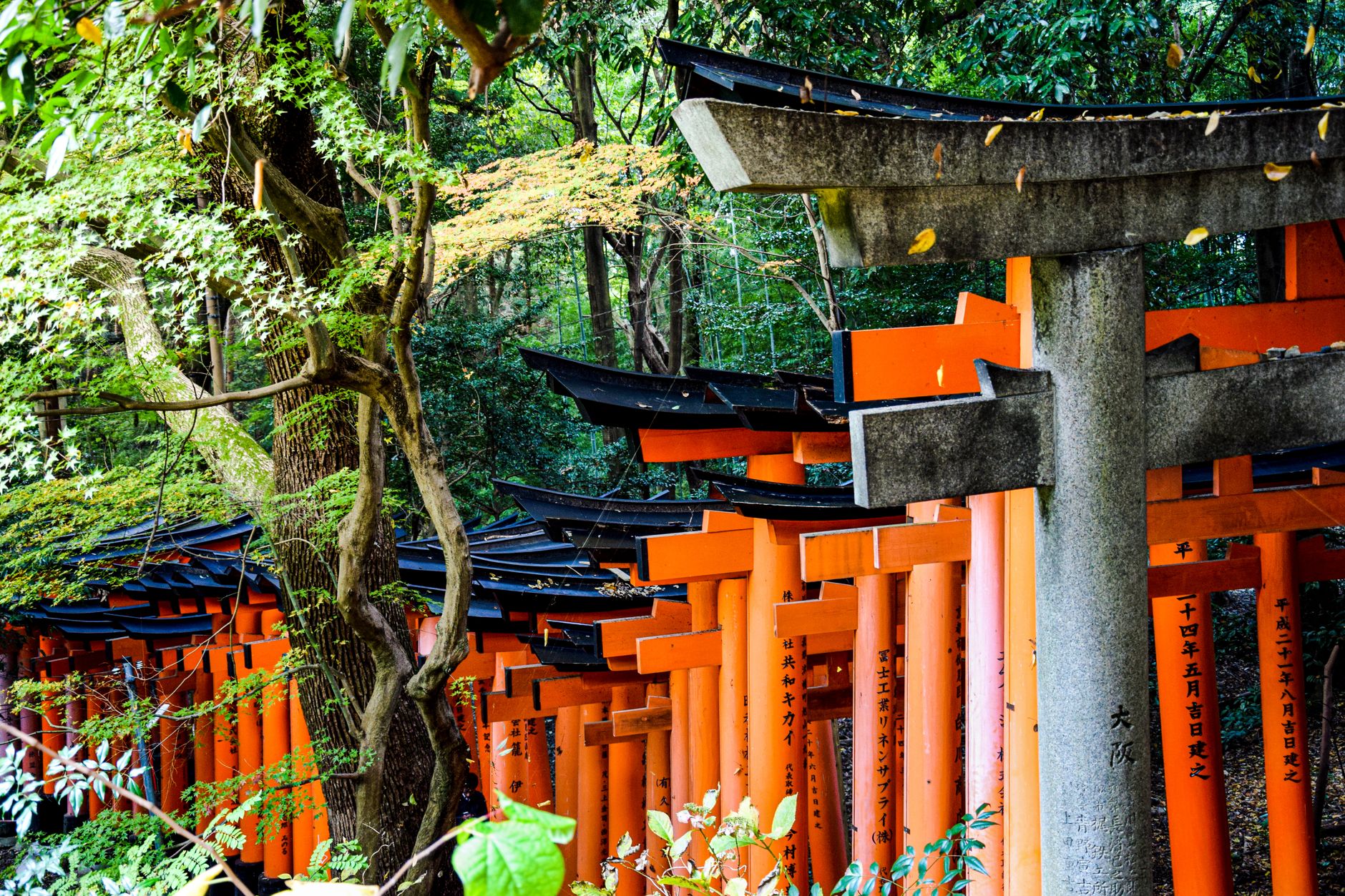 Torii rojo de un santuario shinto en Japón entre árboles