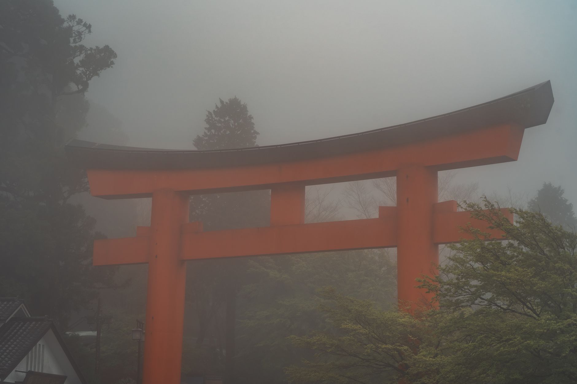 Foresta giapponese nebbiosa, scenario tradizionale del folklore yōkai