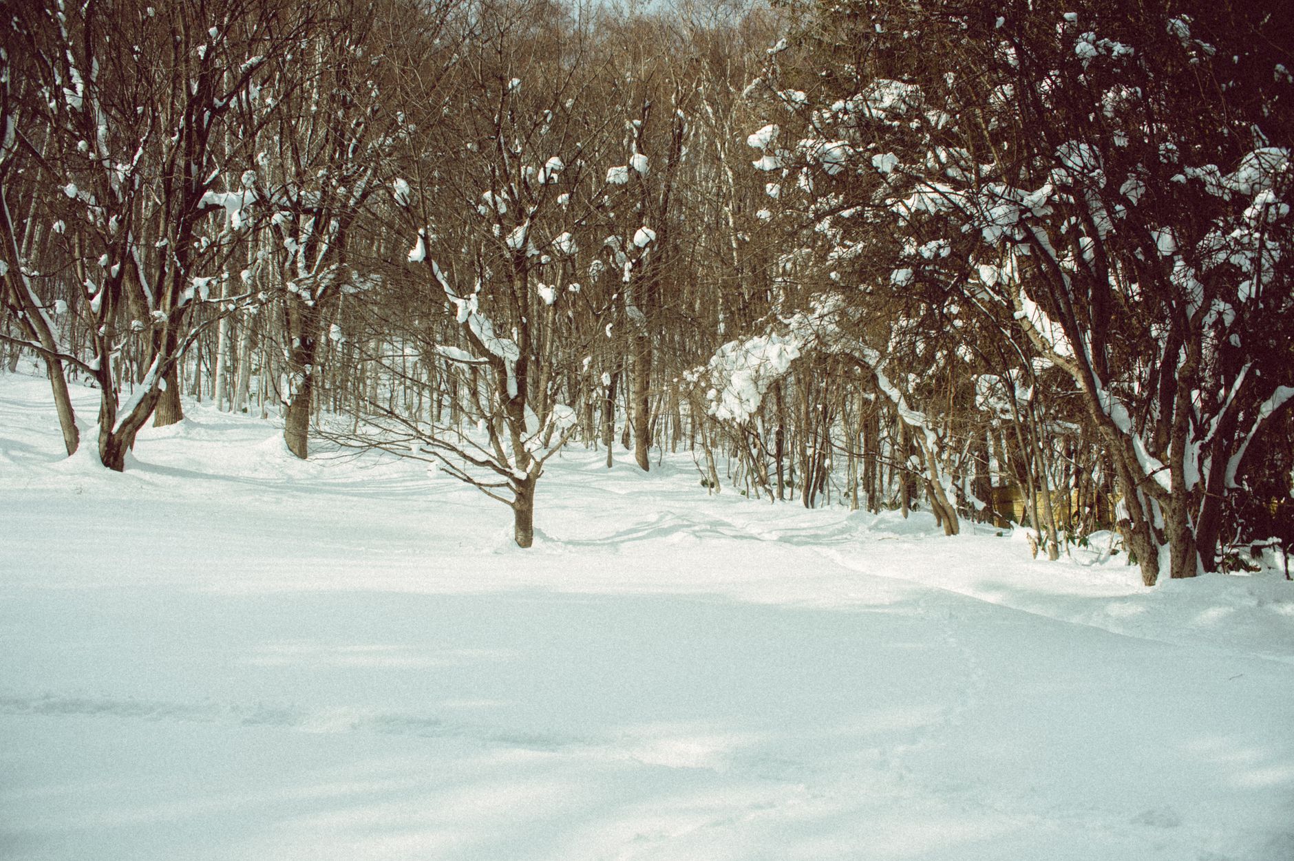 Bosque nevado de Hokkaido, el paisaje real en el que transcurre la caza del tesoro ainu de Golden Kamuy