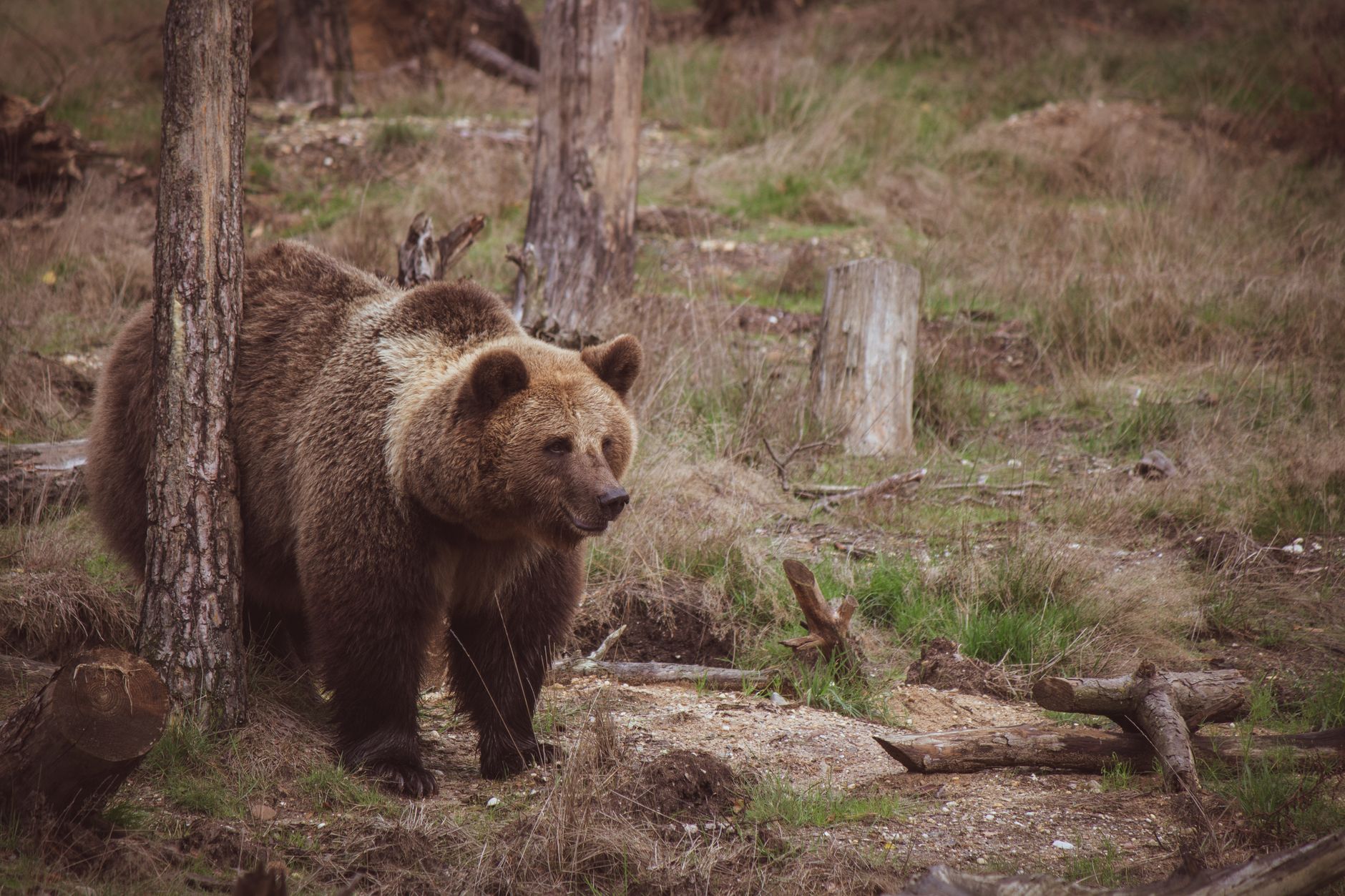 Oso pardo en un bosque, el animal sagrado del ritual iomante que Golden Kamuy recrea con rigor antropológico
