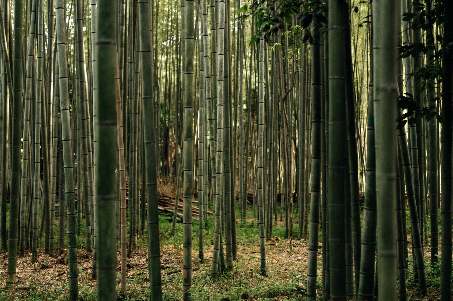 Misty bamboo forest, the feudal Japan setting where Inuyasha takes place